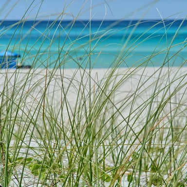 Sea oats and turquoise Gulf water on a clear Florida day